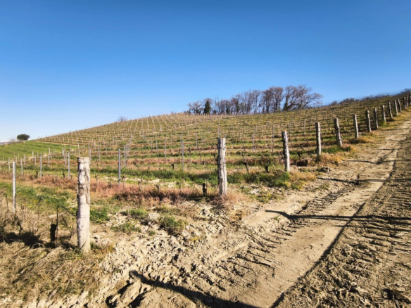 Vigneto In Vendita Ad Alba