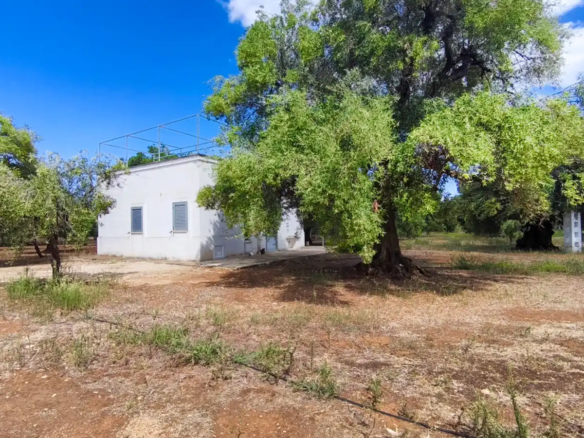 SI 98 Lamia con uliveto in vendita a Savelletri, Puglia